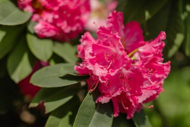 Canlı fuşya pembe açelya çiçekleri. Narin yapraklar ve parlak erkeklik organlarıyla çiçek açarlar. Doğal ışıklandırma, yumuşak yeşil yeşillik arka planına karşı zengin rengi gösterir.
