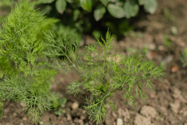 Bahçede yetişen taze yeşil dereotları, ince tüylü yaprakları ve küçük beyaz çiçekleri var. Aromatik mutfak bitkisinin yakın görüntüsü, iğne benzeri yapraklar..