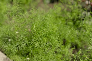 Bahçede yetişen taze yeşil dereotları, ince tüylü yaprakları ve küçük beyaz çiçekleri var. Aromatik mutfak bitkisinin yakın görüntüsü, iğne benzeri yapraklar..