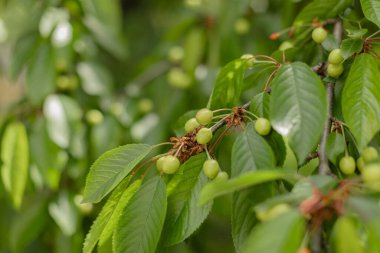 Olgunlaşmamış yeşil kirazlar canlı yeşil yaprakların arasında yetişiyor, yemyeşil bir meyve bahçesinde meyve gelişiminin ilk aşamalarını sergiliyor..