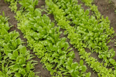 Taze yeşil salata ve bahçe toprağında düzgün sıralarda yetişen ıspanak. Tarlada sürdürülebilir çiftçilik ve bahçıvanlık için ideal olan organik sebze tarlası yan açıyla yakalanır..