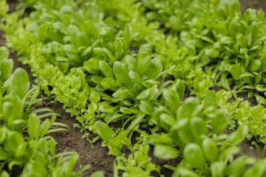 Taze yeşil salata ve bahçe toprağında düzgün sıralarda yetişen ıspanak. Tarlada sürdürülebilir çiftçilik ve bahçıvanlık için ideal olan organik sebze tarlası yan açıyla yakalanır..