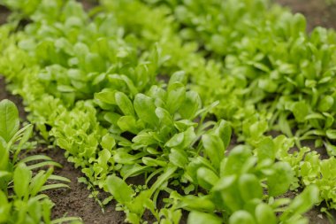 Taze yeşil salata ve bahçe toprağında düzgün sıralarda yetişen ıspanak. Tarlada sürdürülebilir çiftçilik ve bahçıvanlık için ideal olan organik sebze tarlası yan açıyla yakalanır..