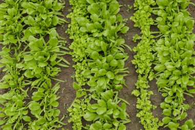 Bahçe toprağında yetişen yeşil yapraklı sebzelerin en üst görüntüsü. Organik tarım ve sağlıklı gıda kavramı, bahçıvanlık, tarım veya eko yaşam tarzı görselleri için mükemmeldir..