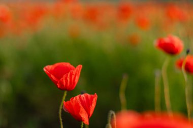 Yeşil bir çayırda açan kırmızı gelincik çiçeklerinin yakın çekimi. Doğal çiçekli arka plan, yaz mevsimi, seçici odaklanma. Çiçekli gelincik tarlası, çiçek arkaplanı ya da mevsimlik doğa arkaplanı olarak ideal..