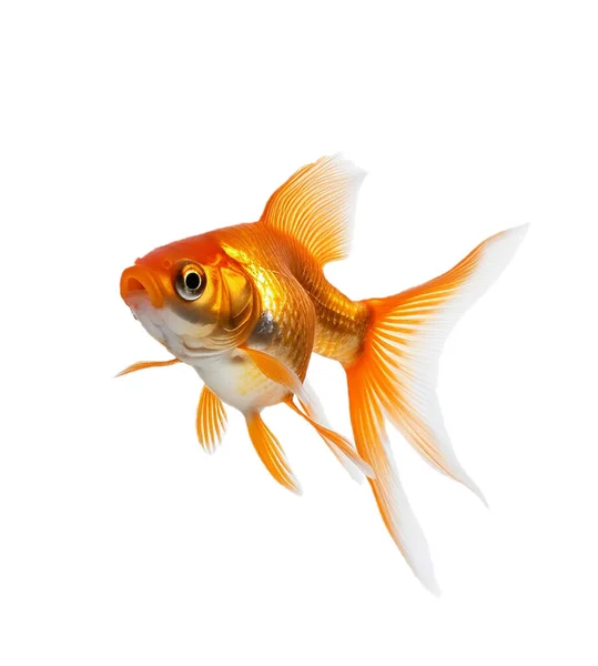 Золота Рибка Ізольована Прозорому Фоні Одна Золота Риба Плаває Камери Ліцензійні Стокові Фото