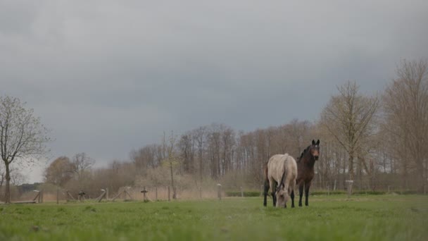 Лошади Пастбище Чудесные Животные Тёмного Светлого Цвета Провинциальная Жизнь — стоковое видео