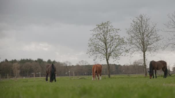 Konie Pastwisku Wspaniałe Zwierzęta Ciemnego Jasnego Koloru Życie Prowincjonalne — Wideo stockowe