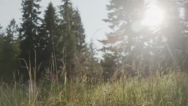 Pădure Conifere Ziua Însorită Iarbă Înaltă Flori Ziua Vară Frumoasă — Videoclip de stoc