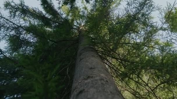 Соснове Дерево Тлі Неба Вид Знизу Сильний Стовбур Високого Дерева — стокове відео