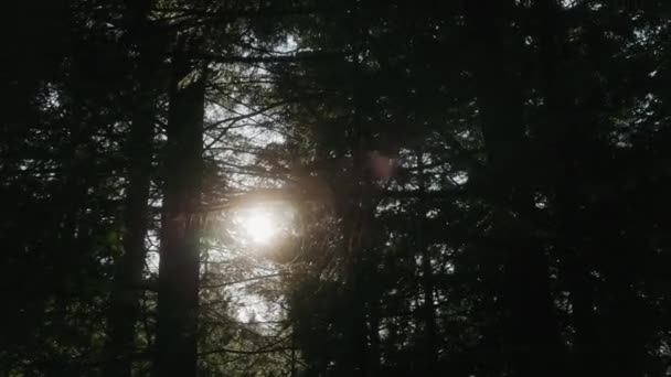 Bosque Coníferas Día Soleado Luz Brilla Por Las Copas Los — Vídeo de stock