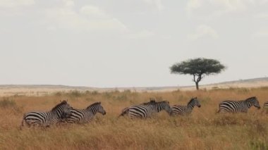 Zebra Sürüsü Savannah 'da Yürüyor. Afrika 'nın Vahşi Hayatı. Antiloplar ve Zebralar Dörtnala.