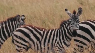 Zebralar Doğal ortamda. Yakın çekim. Vahşi Hayvanlar 'ın siyah ve beyaz çizgili görüntüsü. Rüzgar Esintisi Kuru Çimen. Afrika.