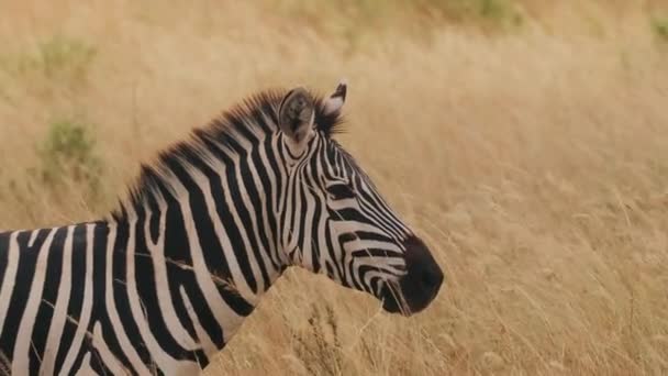 自然環境におけるゼブラ クローズアップ 野生の黒と白のストライプ動物のビュー 風は乾燥した草を吹きます アフリカ — ストック動画