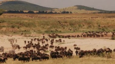 Afrika 'nın Hayvan Dünyası. Antilopların toplu göçü, Afrika antilopları geyikleri ve zebralar. Savannah 'nın Harika Manzarası.