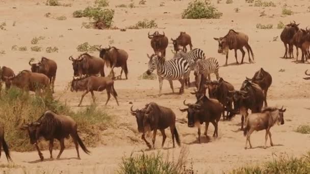 Grande Mandria Gnu Zebre Natura Animali Cerca Acqua Africa Natura — Video Stock