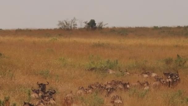 草の中のワイルドビーストの大きな群れは 道に沿って移動します ホーンズのトップビュー アフリカ野生生物 — ストック動画