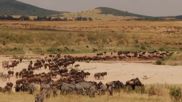 Animal World Africa Migración Masiva Antílopes Ñus Corzos Cebras Gran — Vídeo de stock