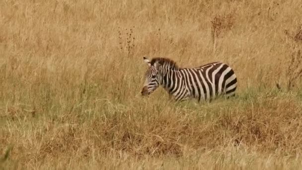 Zebra Ambiente Naturale Chiudere Vista Bianco Nero Strisce Animale Natura — Video Stock