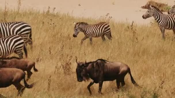 Große Herde Gnus Und Zebras Der Natur Tiere Springen Fressen — Stockvideo