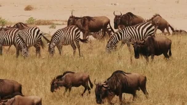 自然界のワイルドビーストとゼブラの大群 動物はアフリカのエキスポ全体で食べて移動する — ストック動画