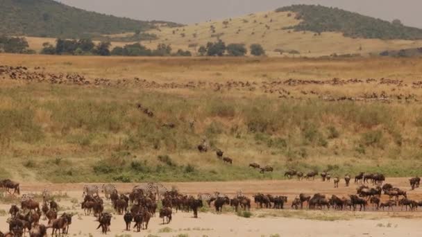 Animal World Africa Migração Massa Antelopes Wildebeest Roe Deers Zebras — Vídeo de Stock