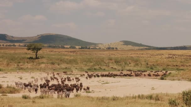 Animal World Africa Mass Migration Antelopes Wildebeest Roe Deers Zebras — Video