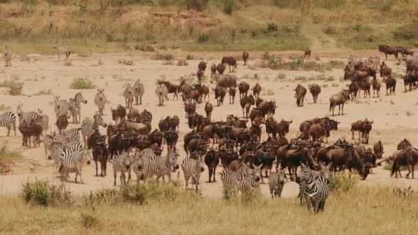 Animal World Africa Mass Migration Antelopes Wildebeest Roe Deers Zebras — Stock Video