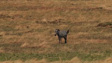 Zebra, yanmış otların arkasında vahşi doğada. Hayvan durdu ve kuyruğunu hareket ettirdi. Savannah 'da Sıcak Gün.