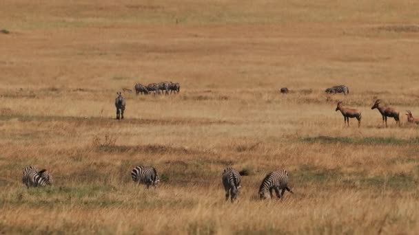 非洲的动物世界 天然条件下的羚羊和斑马 在干草上的动物 斑马Graze Grass 热点非洲日 — 图库视频影像