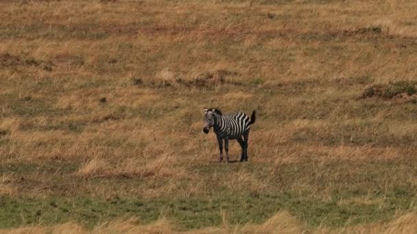Zebra Selvagem Fundo Grama Queimada Animal Levanta Move Sua Cauda — Vídeo de Stock
