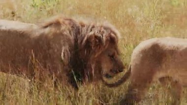 Bir çift vahşi aslan. Büyük yelesi olan bir erkek ve Savannah 'ın üzerinde yürüyen bir kadın. Eşsiz Afrika.