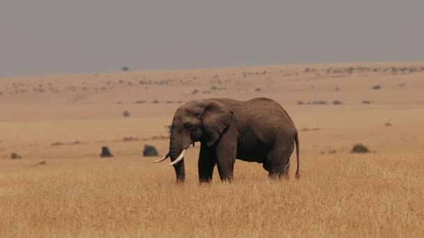 アフリカの野生の大きな象 サバンナの乾燥した草を通って大きなトスカーと動物が歩きます 未踏のアフリカ — ストック動画