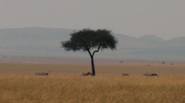 Afrika 'nın Vahşi Zebraları. Hayvanlar Savannah 'da Tepelerin Arkasında Yürür. Tek Ağaç Eşsiz Doğa.