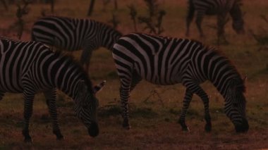 Zebralar Doğal ortamda. Yakın çekim. Vahşi Hayvanlar 'ın siyah ve beyaz çizgili görüntüsü. Hayvanlar ot yer. Afrika.