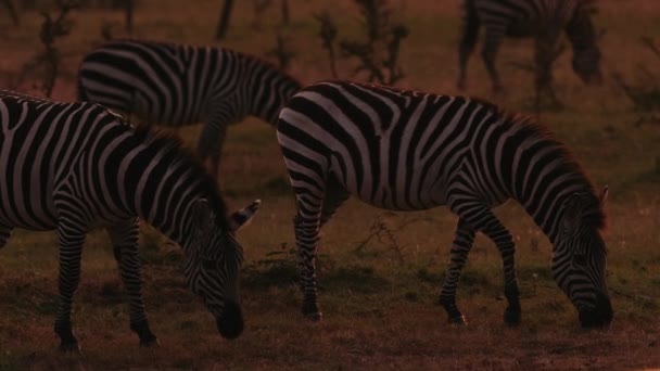 Zebras Ambiente Natural Fecha Vista Animais Listrados Preto Branco Selvagem — Vídeo de Stock