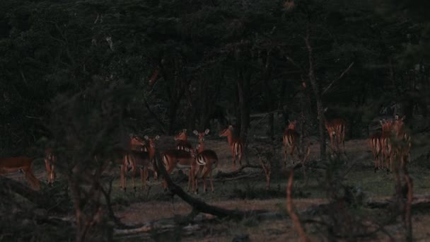 アフリカ野生生物 アンテロープとガゼルスグレイズ 木々の間 サバンナの夕日 — ストック動画