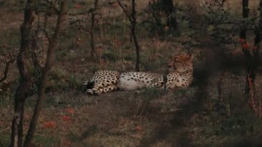 Doğal Koşullarda Leopar. Afrika. Savannah. Hayvan Çimenlerde Yatar.