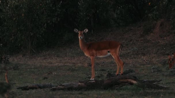 アフリカ野生生物 ガゼル グレイズ 木々の間で サバンナの夕日 — ストック動画