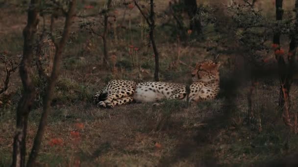 Leopardo Condizioni Naturali Africa Savannah Menzogne Animali Sull Erba — Video Stock