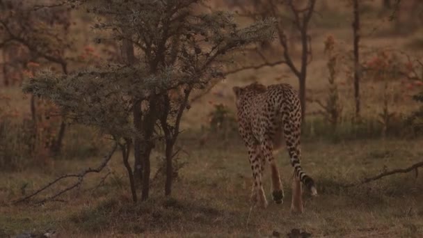 Doğal Koşullarda Leopar Afrika Savannah Hayvan Yavaşça Yürür Arka Görünüm — Stok video
