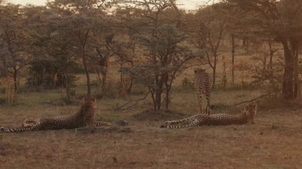 Leopardi Condizioni Naturali Africa Savannah Due Leopardi Stanno Mentendo Sull — Video Stock