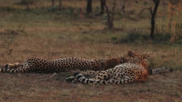 Leoparlar Doğal Koşullarda Afrika Savannah Bir Çift Leopar Çimenlerin Üzerinde — Stok video