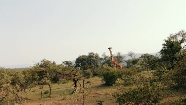 Jedna Žirafa Stojí Savaně Africká Divočina Zvířecí Stánky Mezi Rostlinami — Stock video