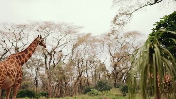 Африканская Дикая Природа Два Жирафа Идут Саванну Удивительная Природа — стоковое видео