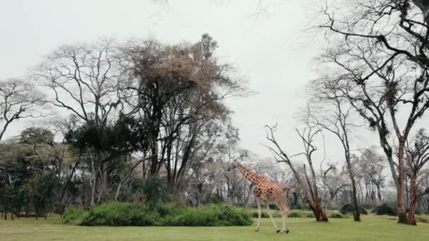Один Жираф Стоїть Савані Африканської Дикої — стокове відео