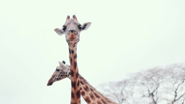 Dvě Hlavy Žiraf Pozadí Oblohy Krásná Afrika Savannah — Stock video