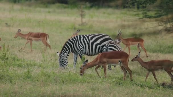 Gazelas Zebras Graze Savannah Vida Selvagem Africana Horned Hornless Animals — Vídeo de Stock