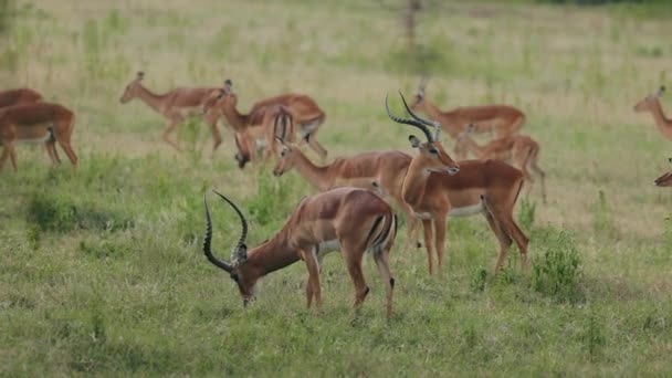 Fauna Africana Molte Gazzelle Stanno Pascolando Mandria Natura Meravigliosa — Video Stock