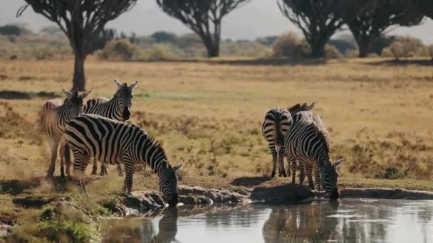 Zebras Ambiente Natural Fecha Animais Estado Selvagem — Vídeo de Stock